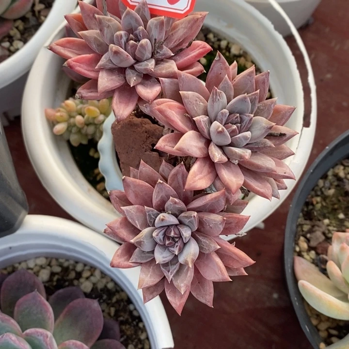 锦**?一物一拍蓝黛莲多肉156