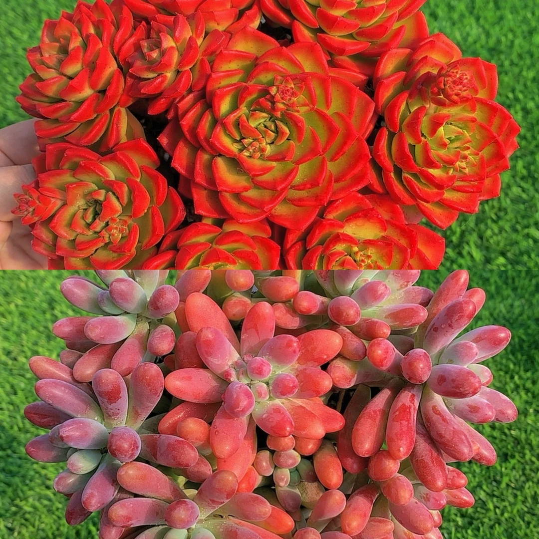 F蒂亚玫瑰+粉哪吒组合  新手好看好养 美观多肉植物云南基地直发