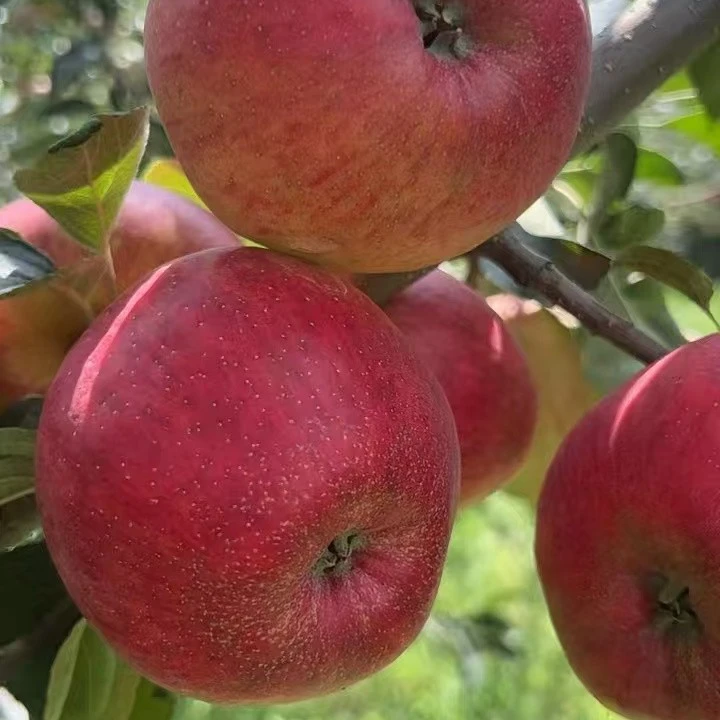 正宗2025云南昭通红露冰糖心丑苹果新鲜水果现摘高原丑苹果