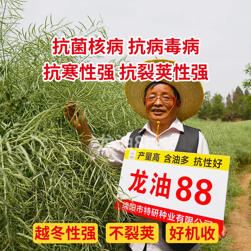 买2送1龙油88优质油菜种子高产抗寒抗倒含油高杂交油菜籽种送硼肥