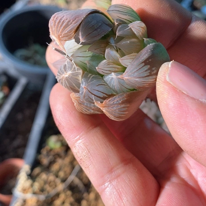 美**黄28102 一颗福利。