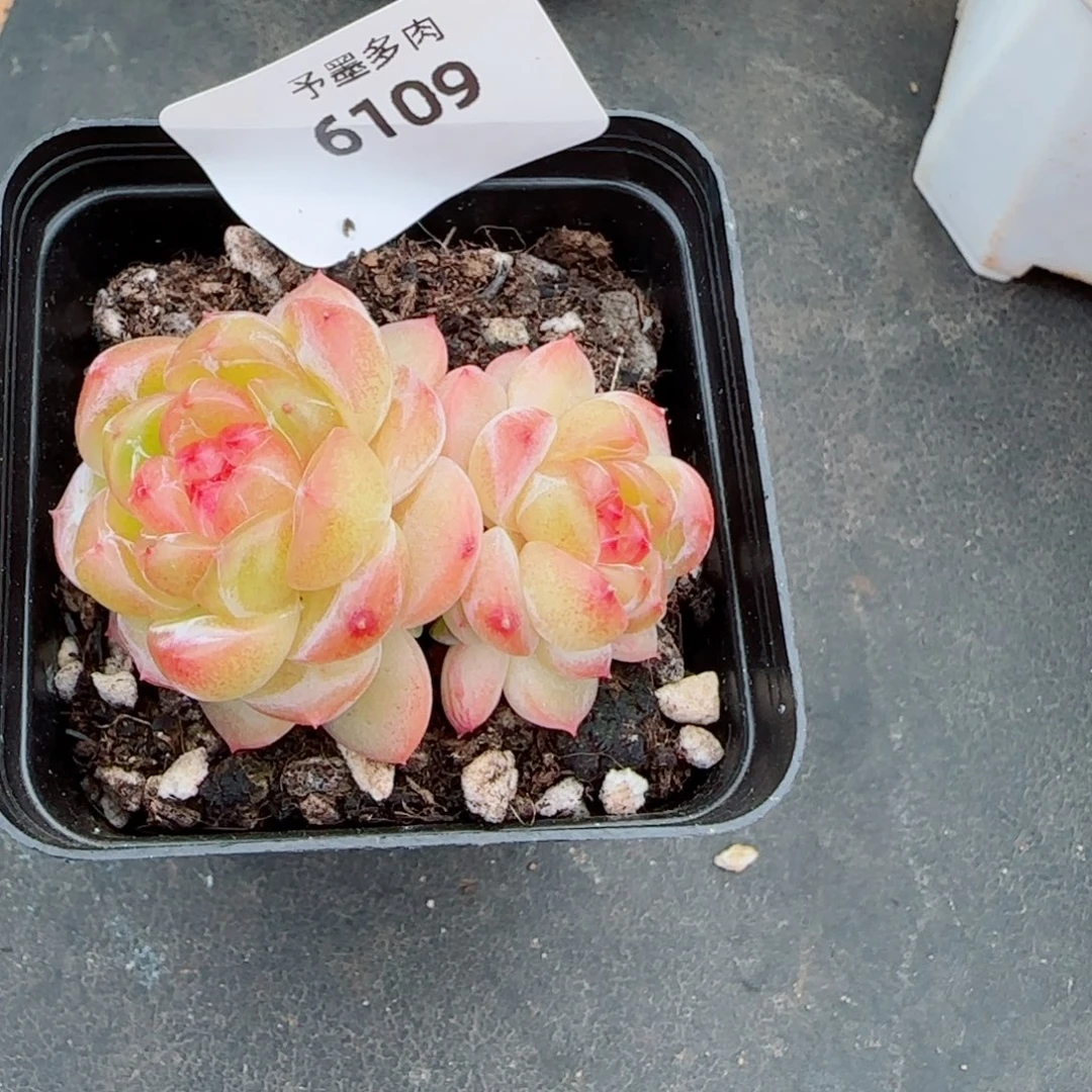 拿铁奶沫，6109多肉植物