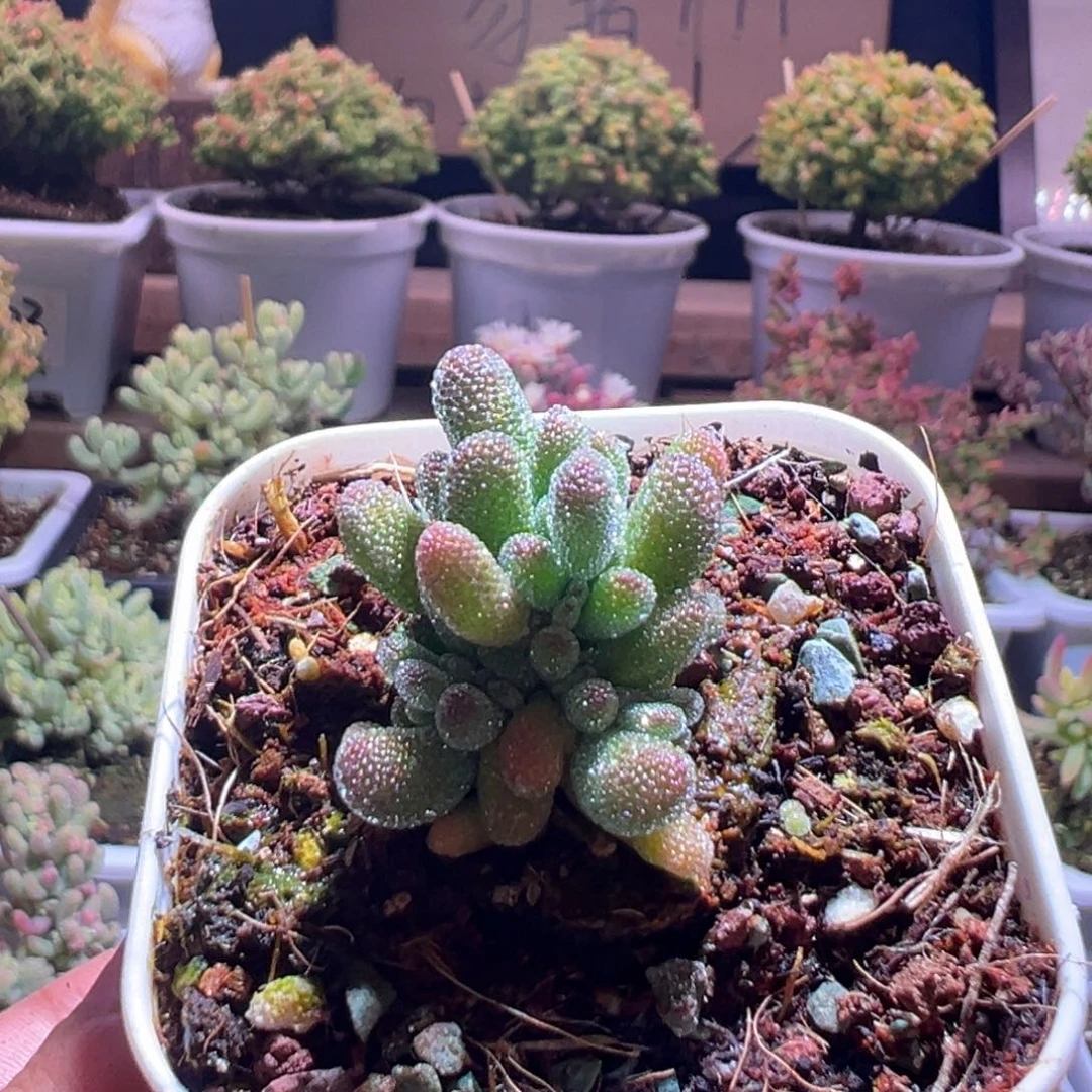 195冰晶一物一拍包开箱