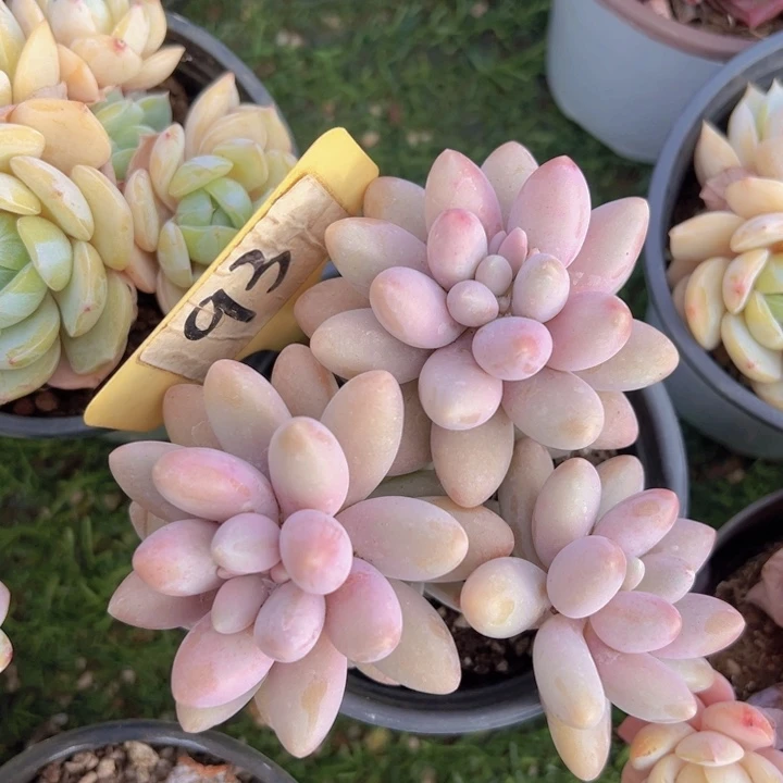 健健康康平平安安