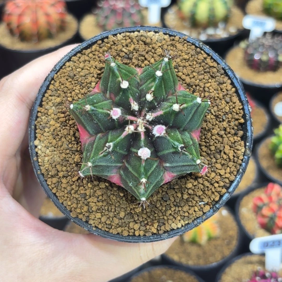 5.6cm侧芽 带盆土发货