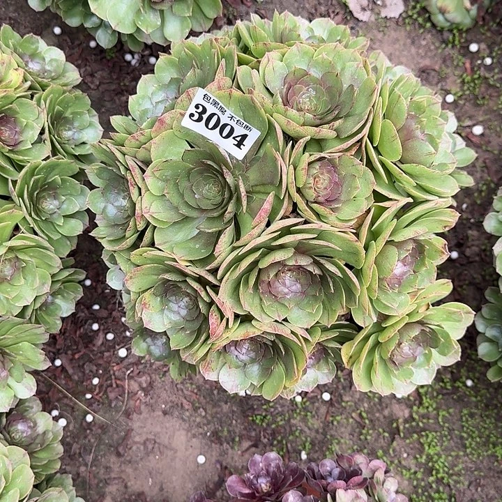 18-7法师万拉丝3004