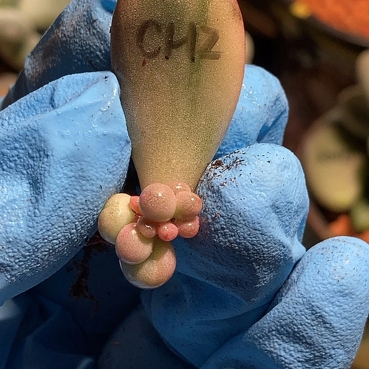 彩虹奶酪杂交锦多肉植物