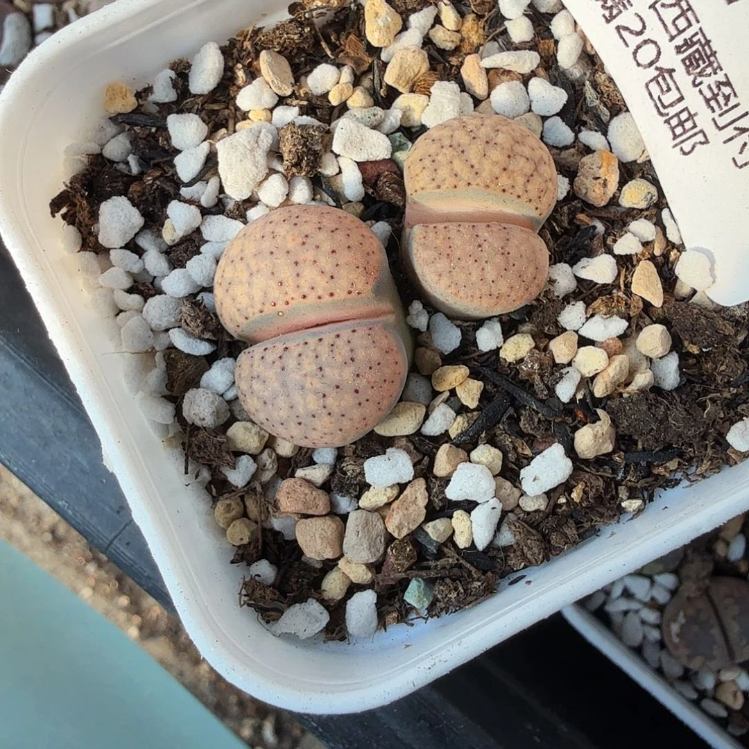 好喜欢看肖蘸唱歌178不