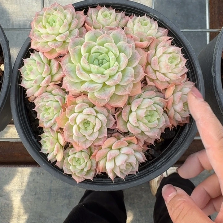 不知名多肉植物绿植