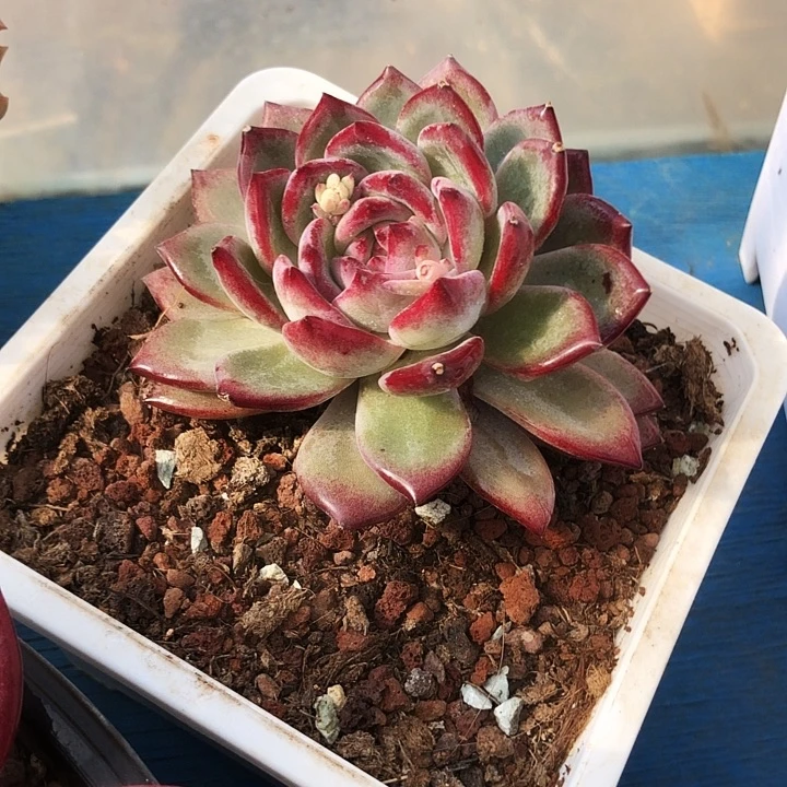 夜魔侠单头多肉植物