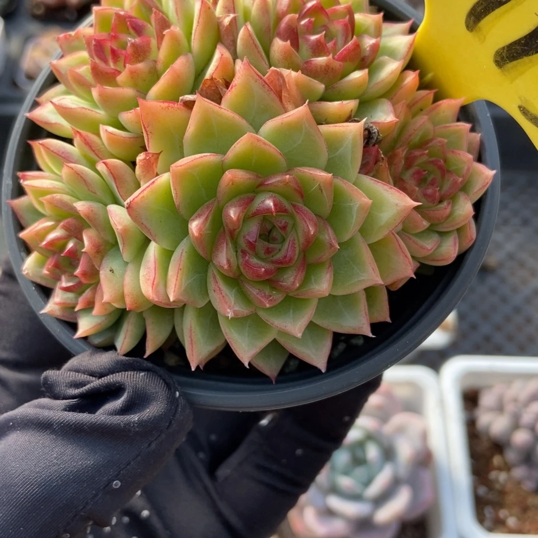 6113女王多肉植物多肉