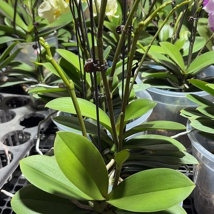 完全开放新品小叶巴掌叶1颗高品质