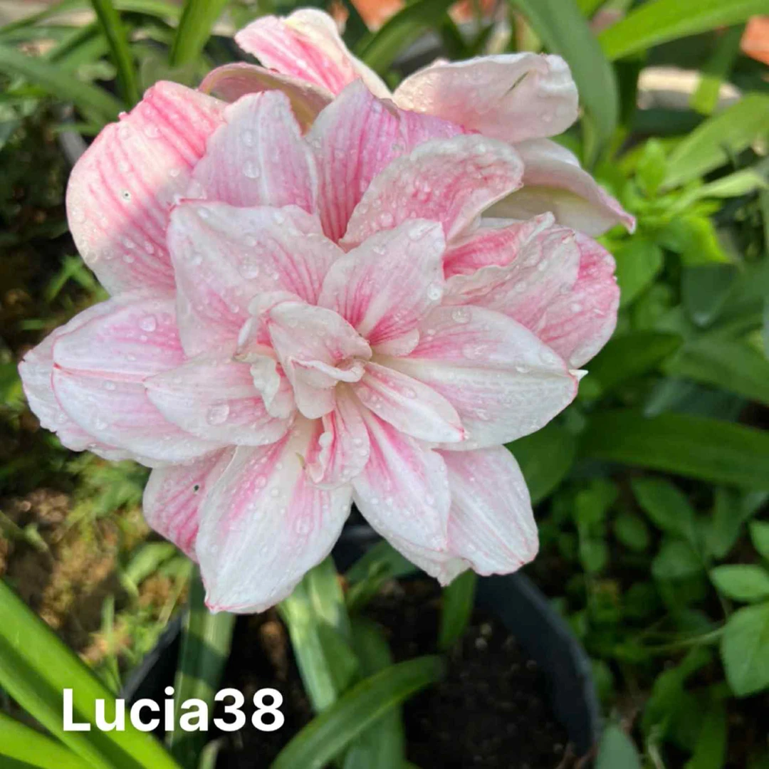 S孤挺花园 Lucia 38 种球