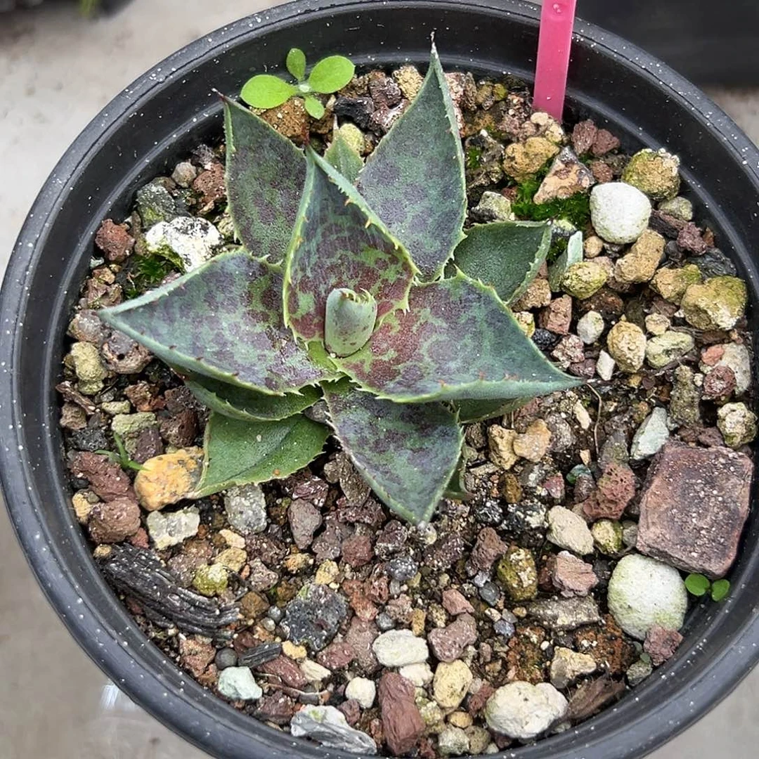 血雷一物一拍偏远不包邮不退不换