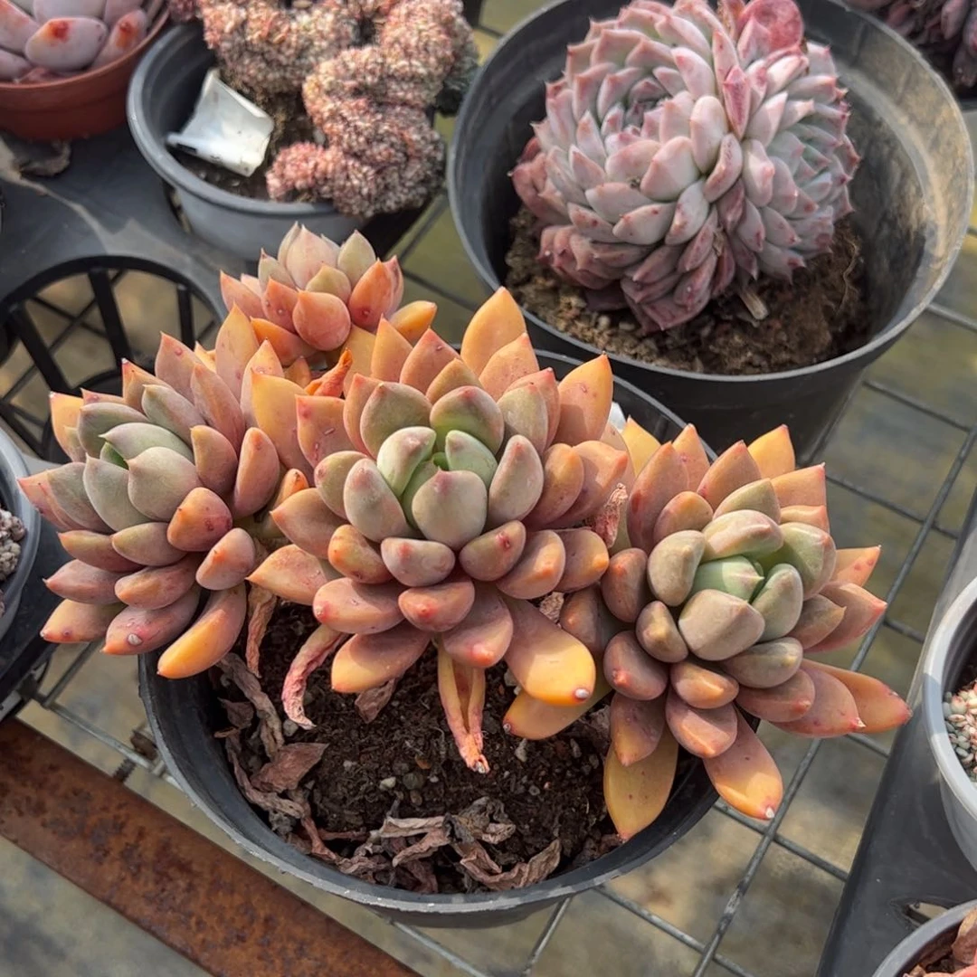 黄金象牙三头多肉植物