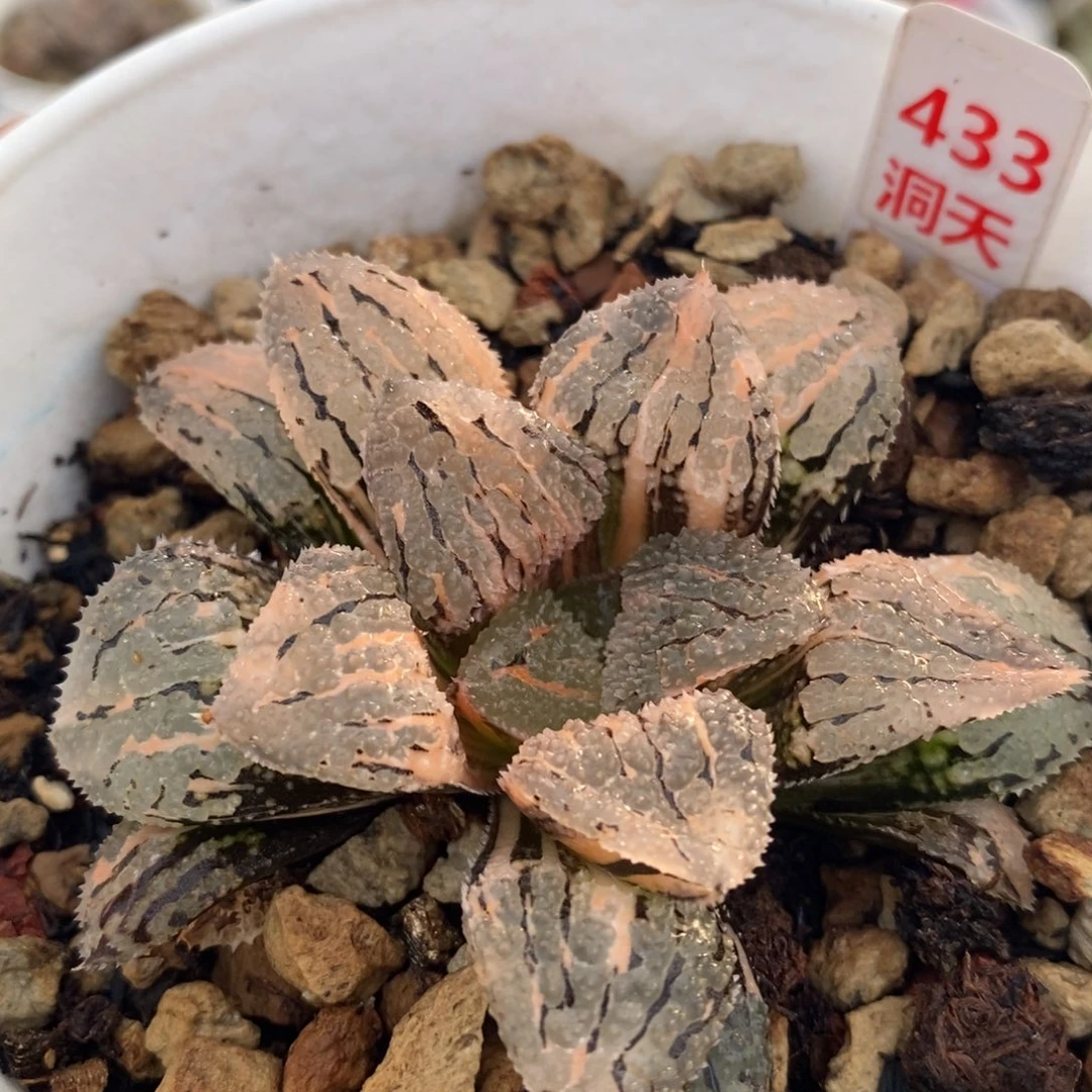 不开花植物433具味城