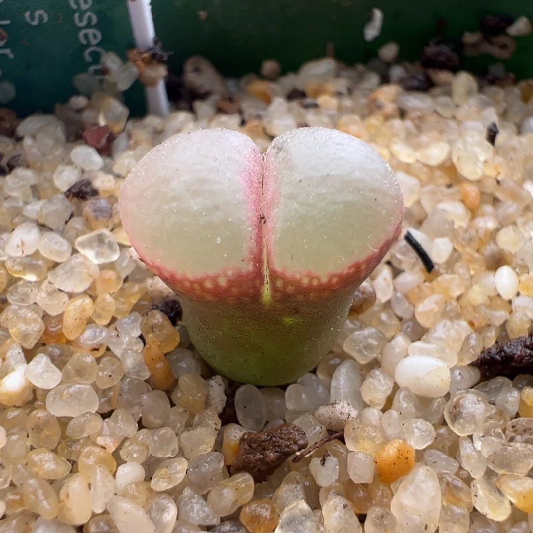 611优选10m粉黛风铃