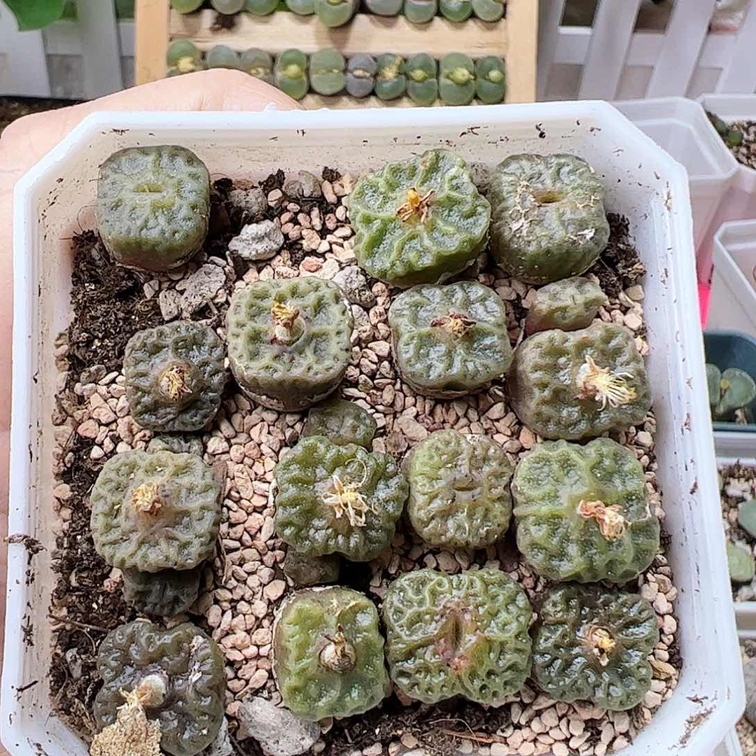 烧麦带盆发…………………