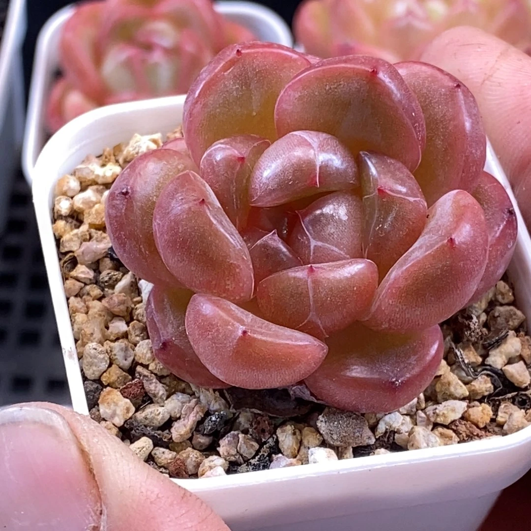 天官赐福百无禁忌