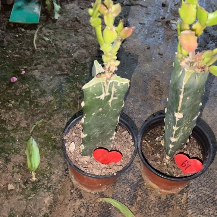 5***后当前无花栽培后可以开花白羽毛101