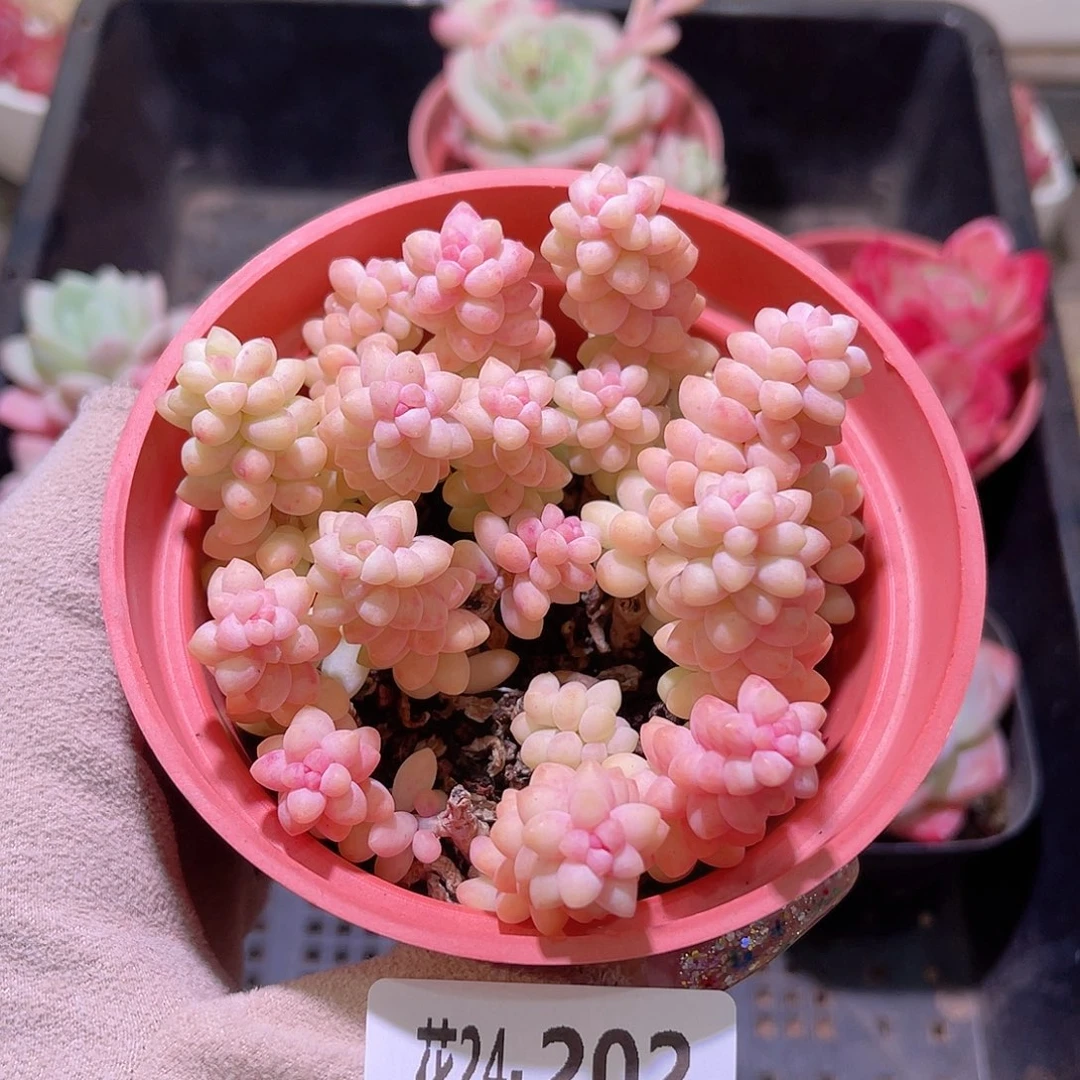 花利美24-202玉坠