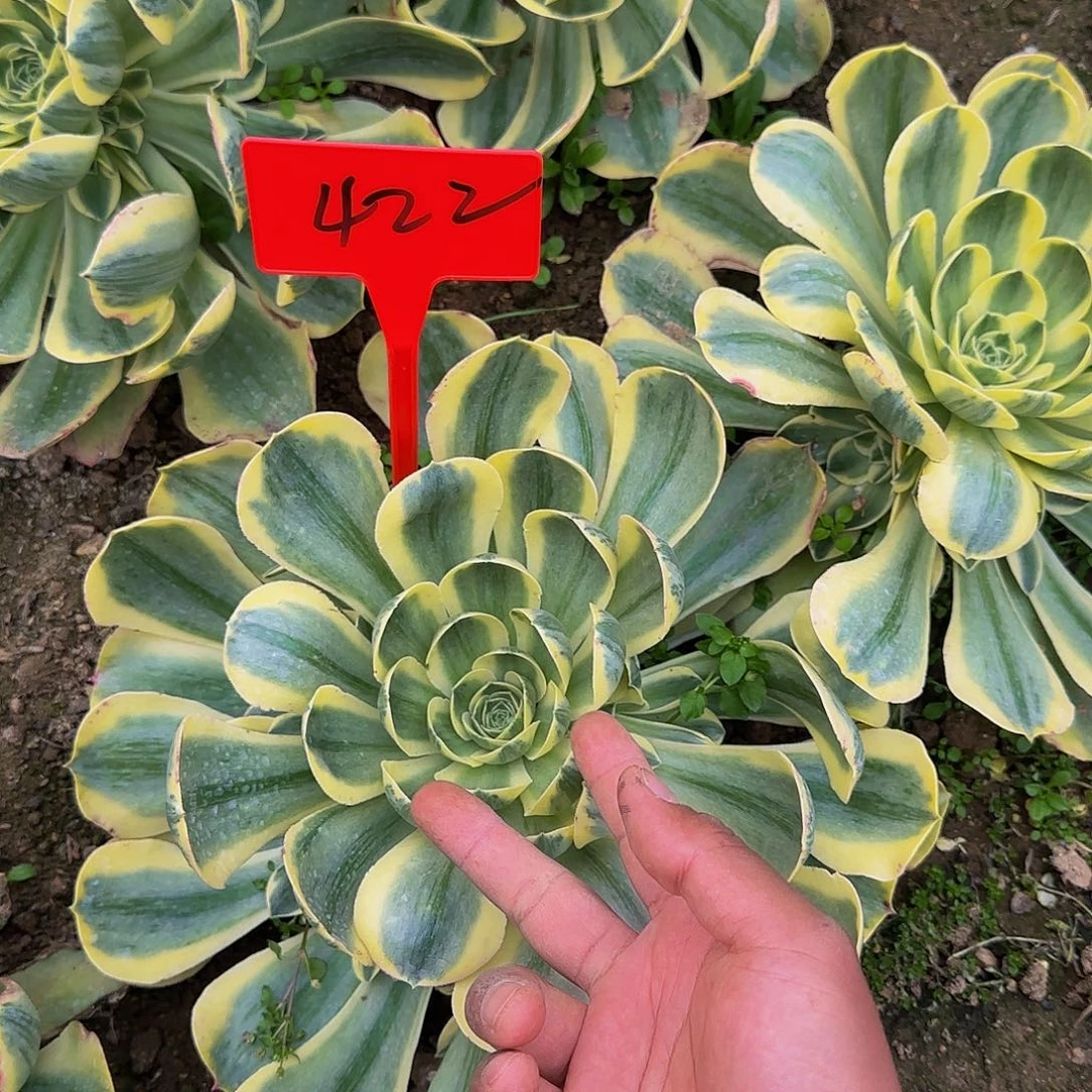 422香龙盘白锦哦哦