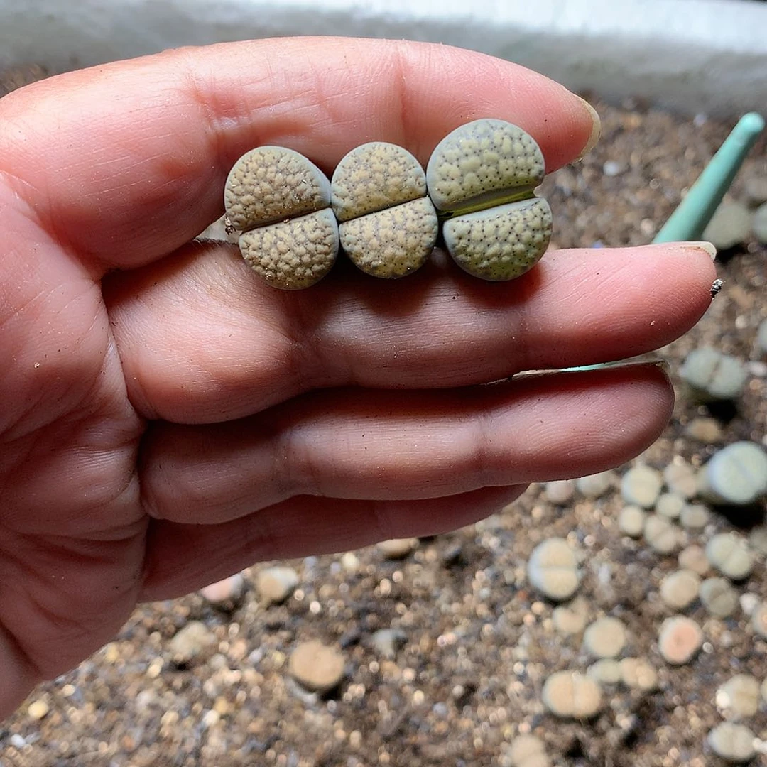 爱***呀A245多肉植物保护