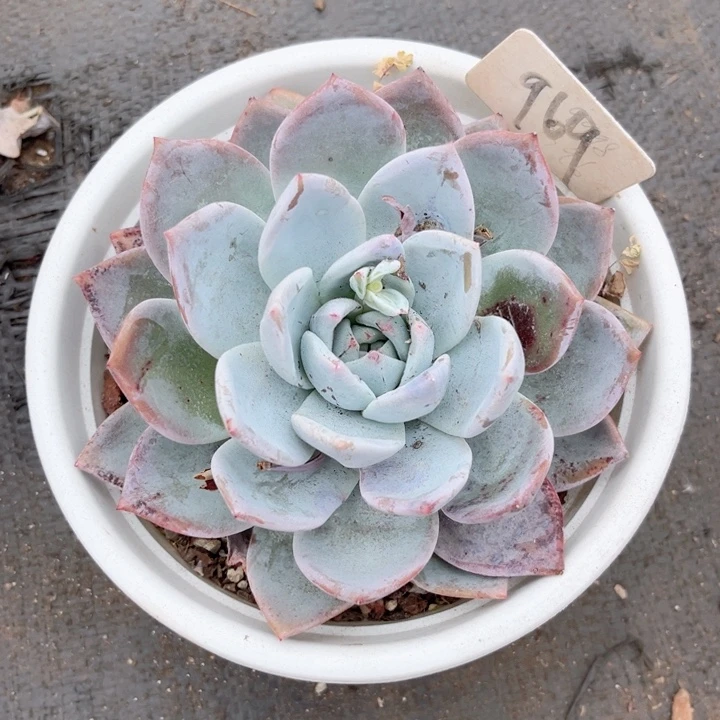 晨语多肉，一物一拍969