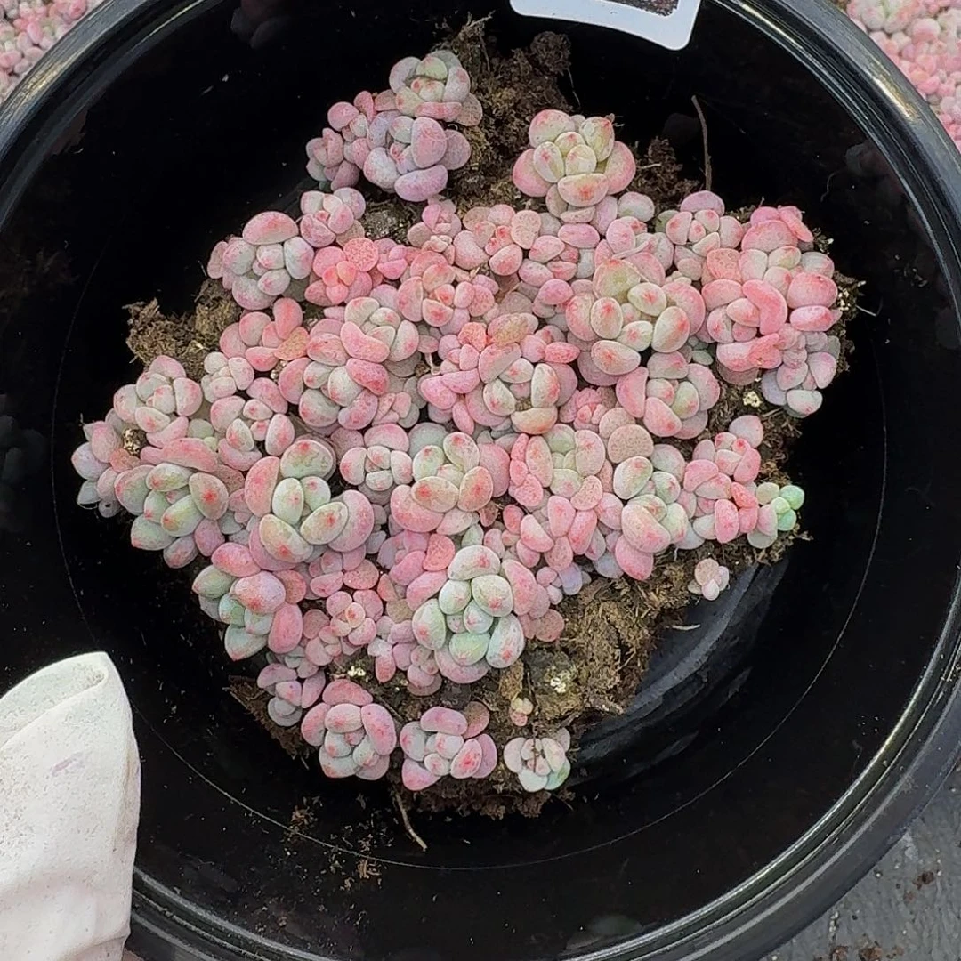 多肉植物多肉植物400量拍