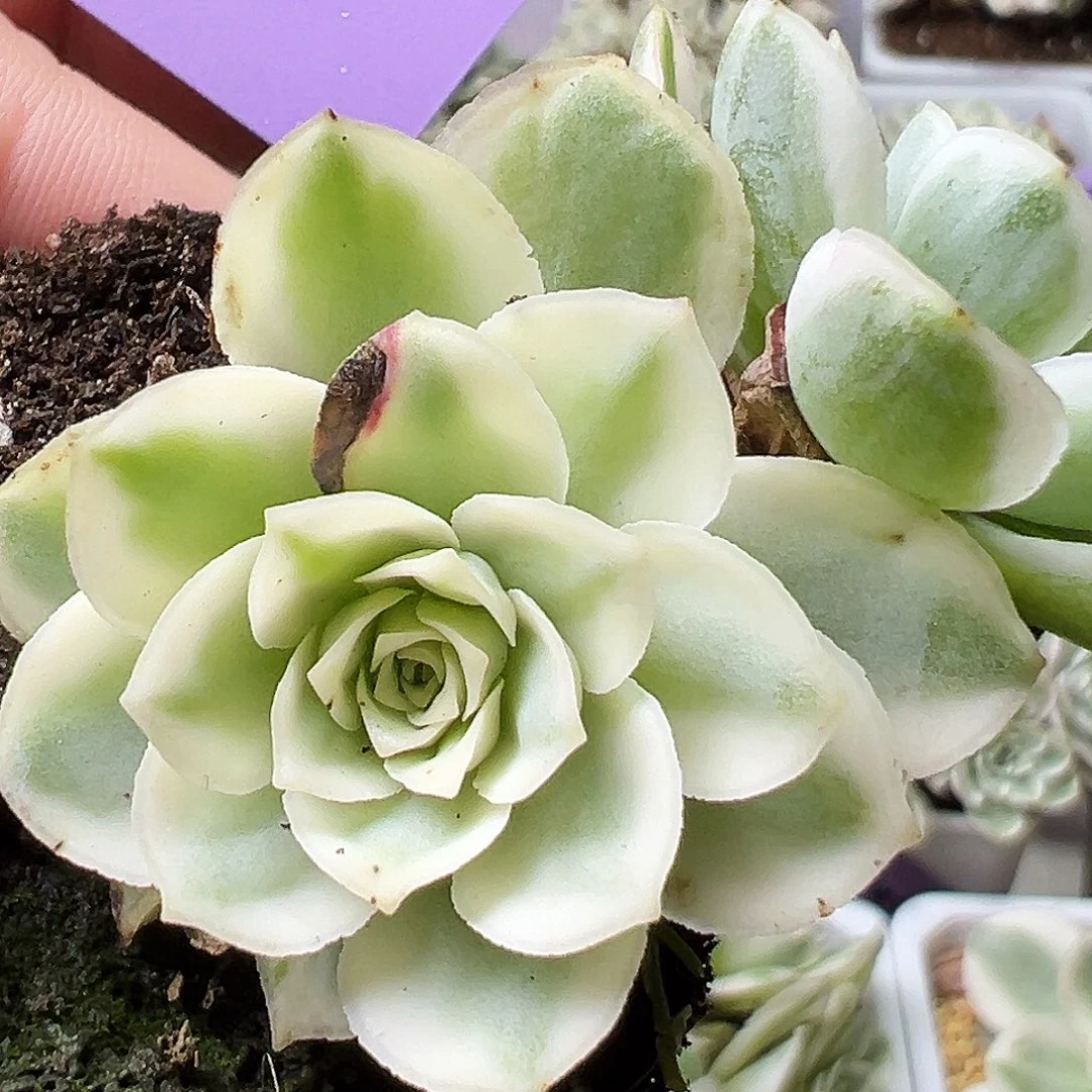 山地玫瑰锦秋夕538号