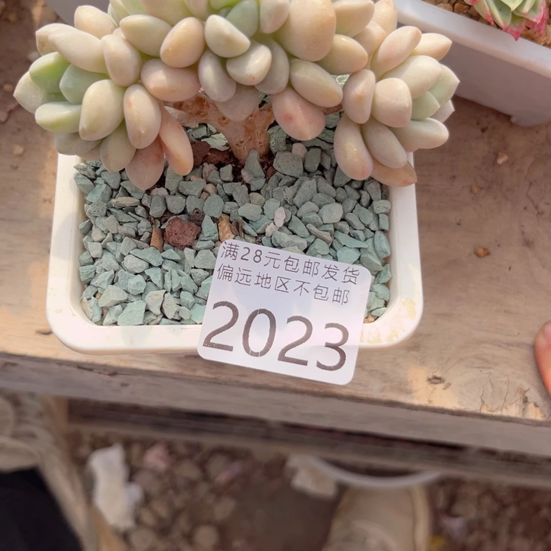 大2023/（sg xb c n b n