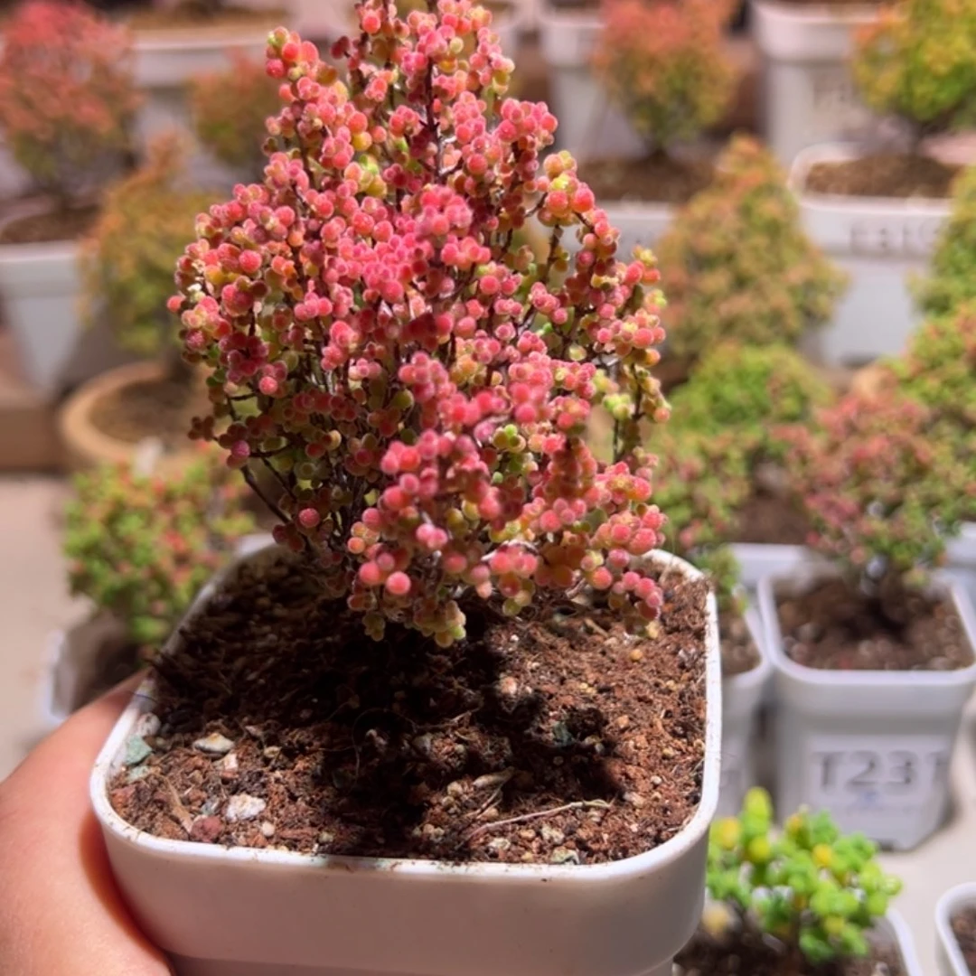 266蜜橘带土发货一物一拍