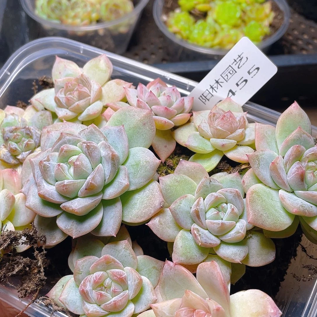 多肉植物多肉植物455