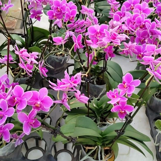 完全开放春丽福利价