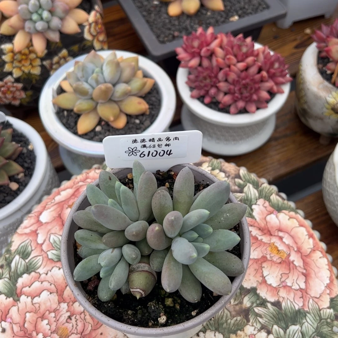 61004焦糖体哥特