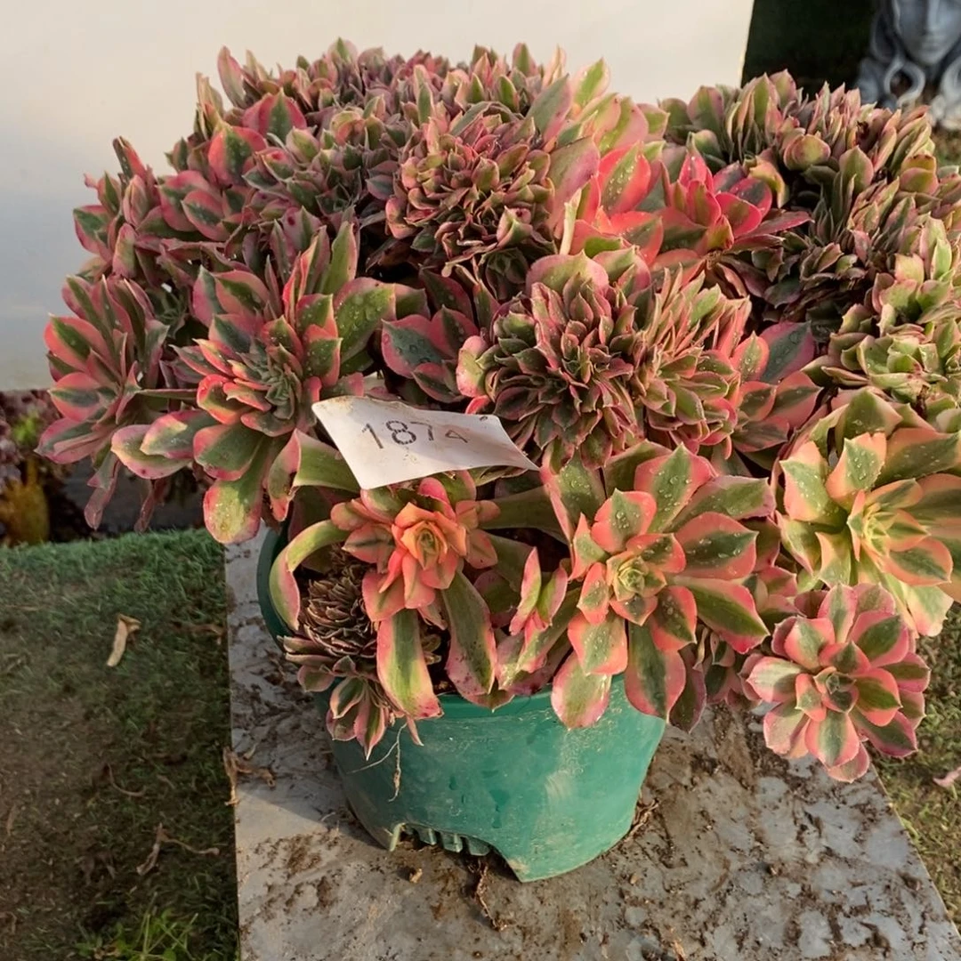 1874号粉女巫1颗多肉