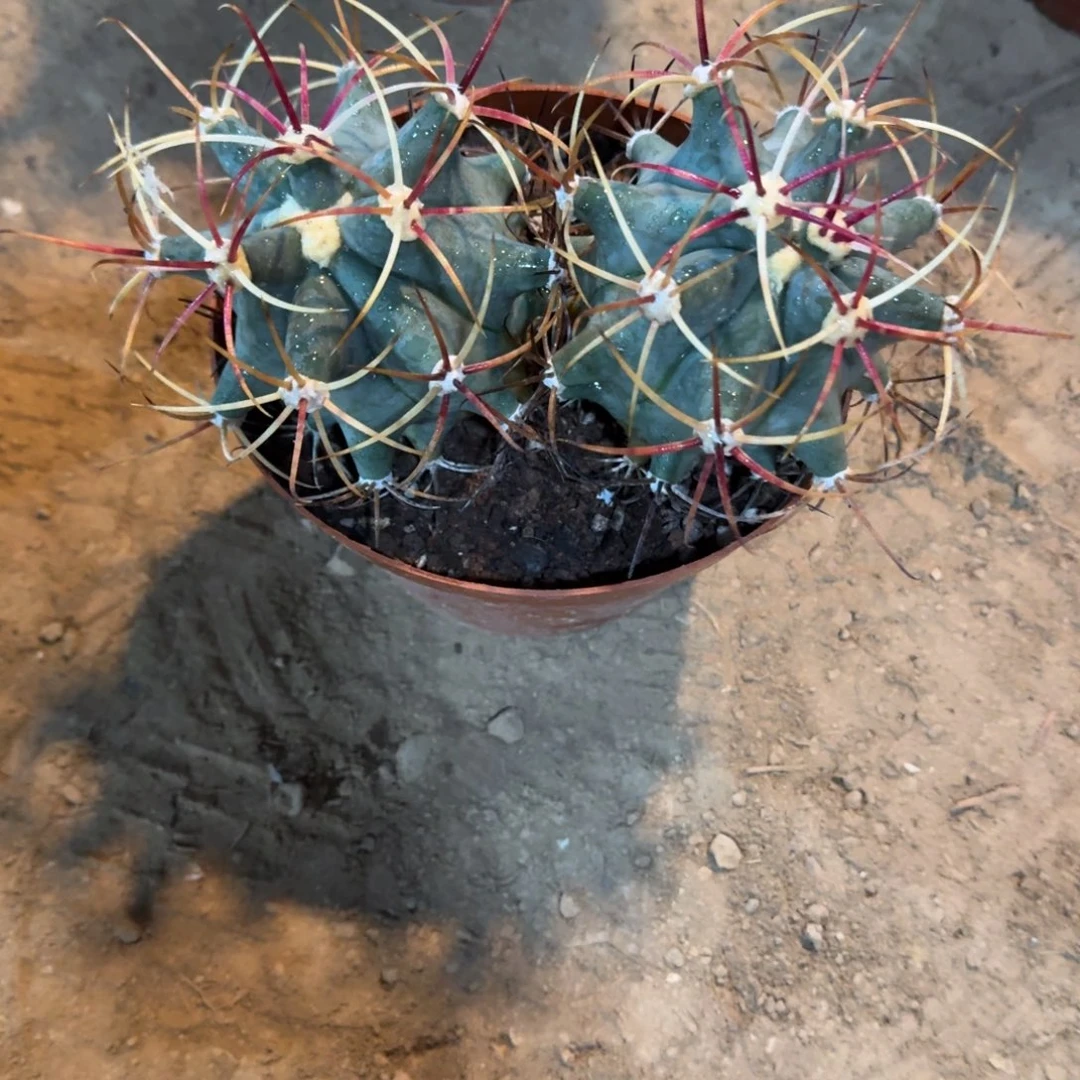 会***鱼可口可乐可口可乐