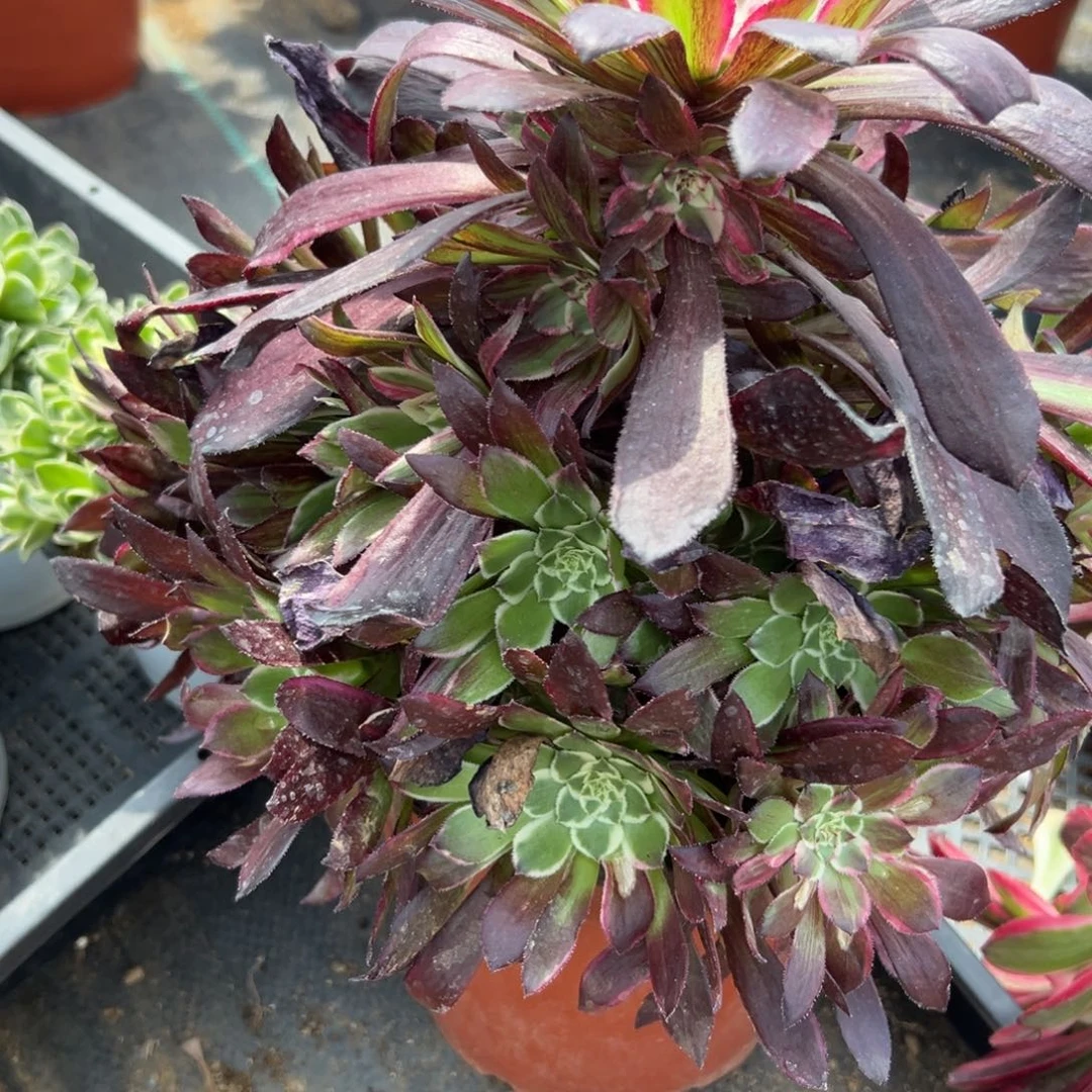 218同花顺多肉植物系