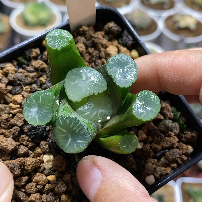 【闪购商品】192万象