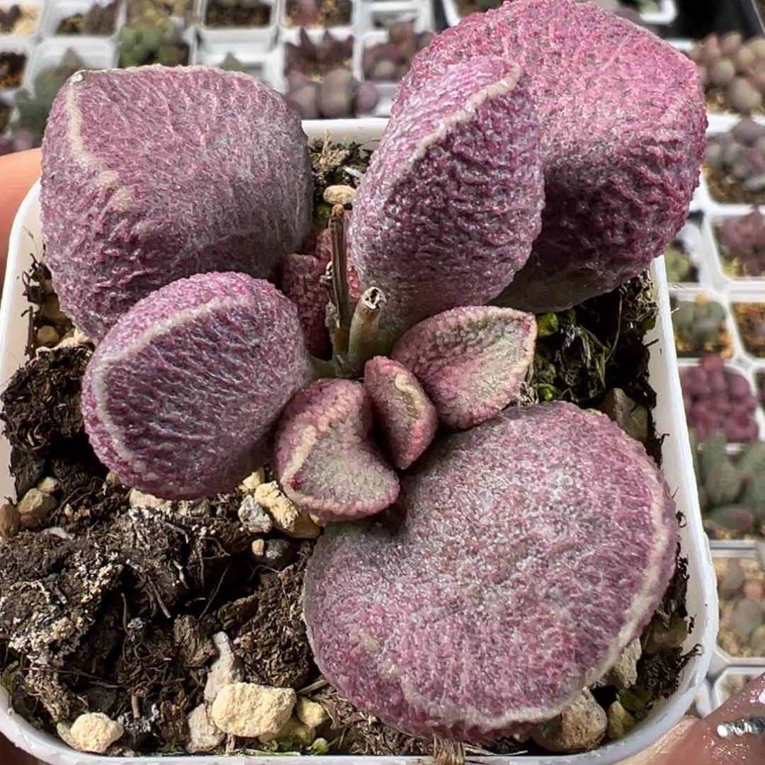 哈莫猪肝单头纯木质桩多肉植物