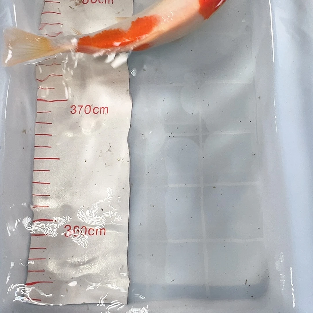 锦鲤鑫泓锦鲤养殖