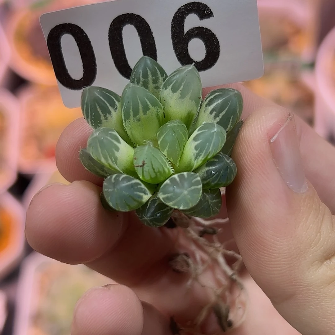 糊斑霓虹灯锦十二卷多肉