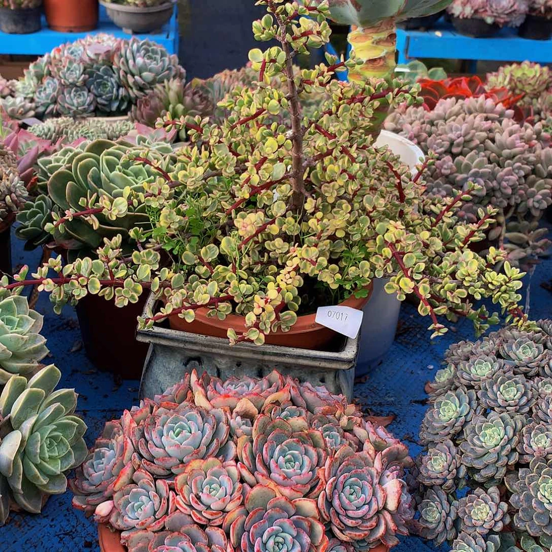 用***8    金枝玉叶多肉07017