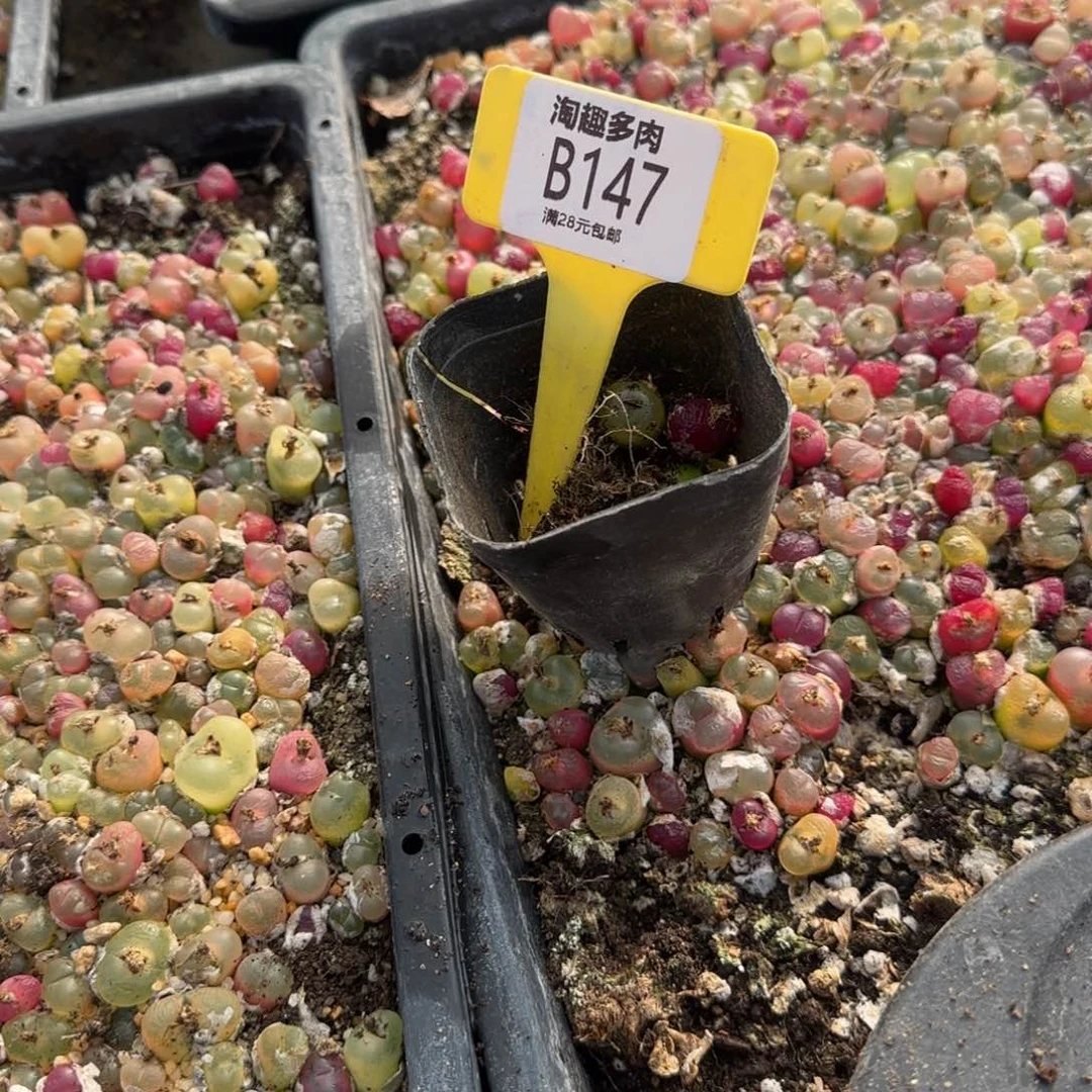 多肉植物生石彩1111111