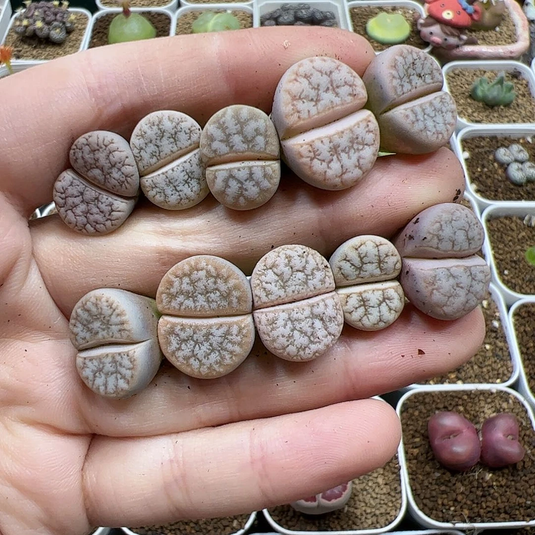 【闪购商品】391 荒