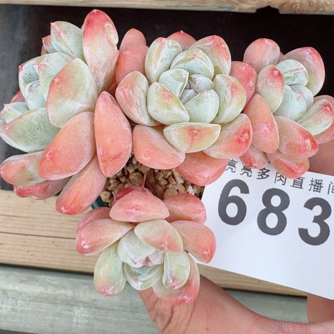 冰玉优选      愿你一路坦途，乘风破浪展宏图