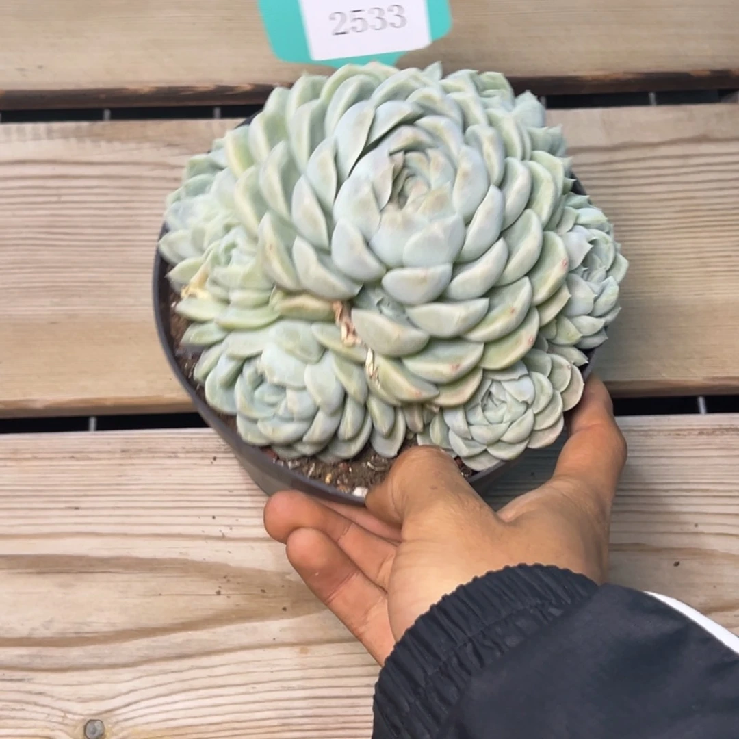 半**寞2533多肉多多多多