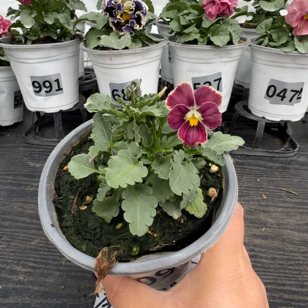 全部花朵709号心跳