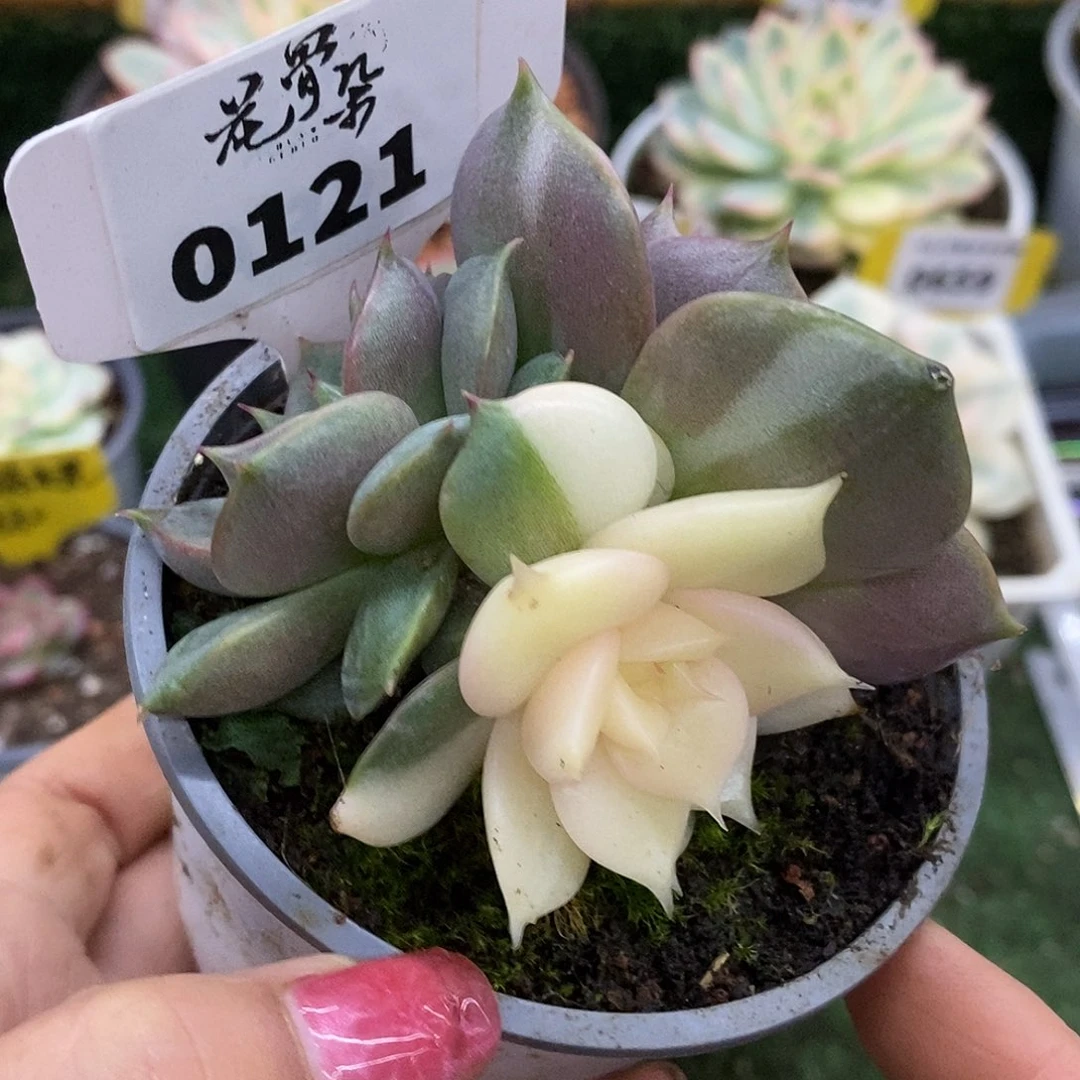121哈哈哈哈哈哈哈