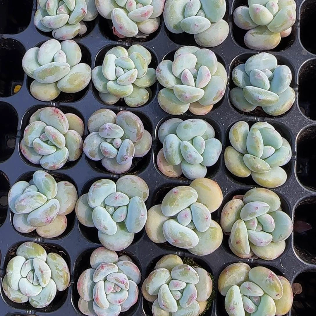 芭比奶4颗一组特价开播福利